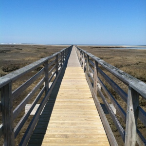 Boardwalk. There were ospreys nesting in the marshes.